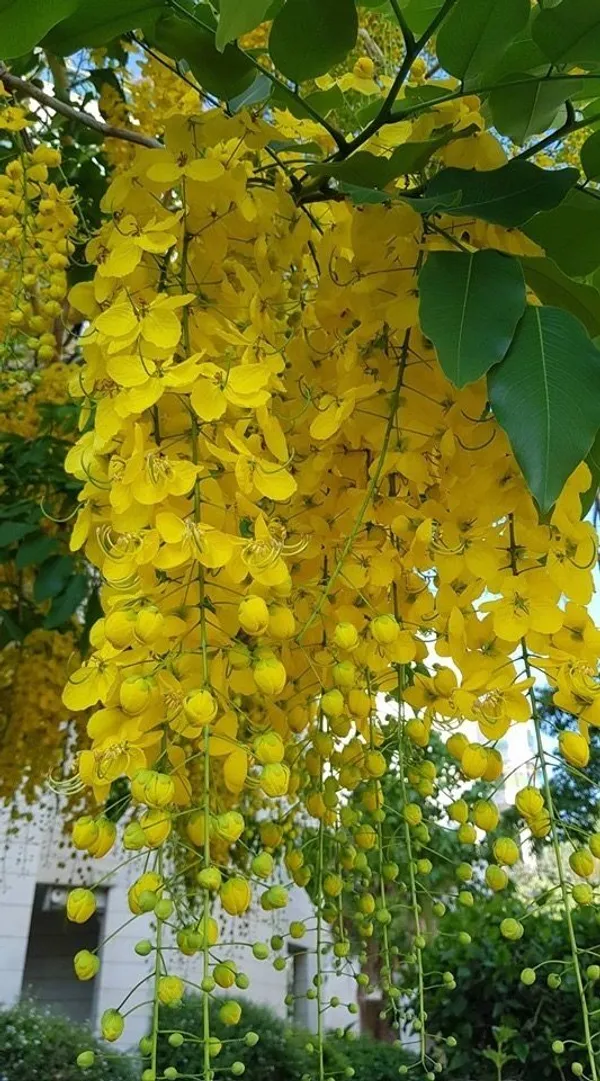 Amaltas_plant_|_Golden_Shower_Tree