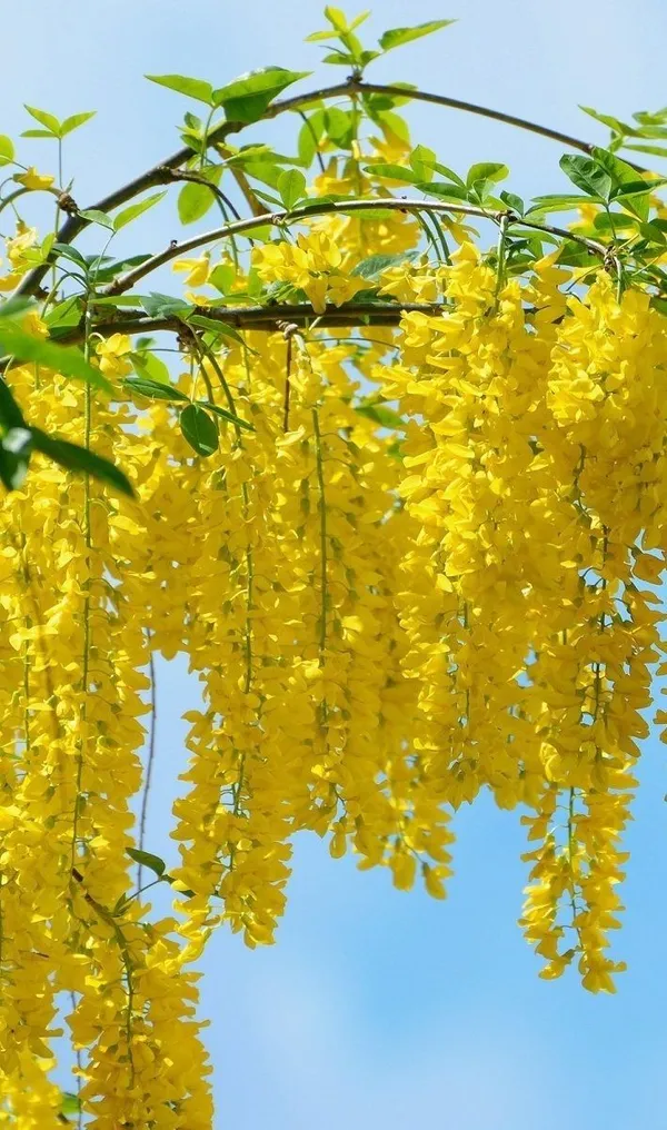 Amaltas_plant_|_Golden_Shower_Tree