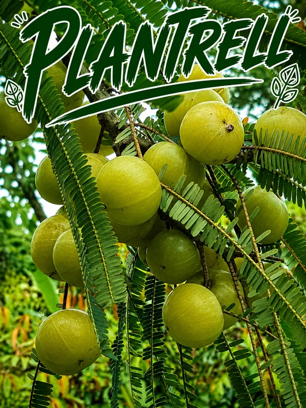 Thai_Varieties_Grafted_Green_Amla_Plant