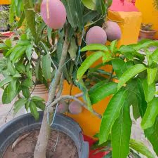 Pusa_Arunika_Mango_Plant_Aam_Grafted_Fruit_Plant
