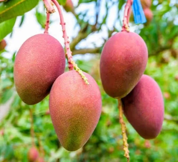 Pusa_Arunika_Mango_Plant_Aam_Grafted_Fruit_Plant
