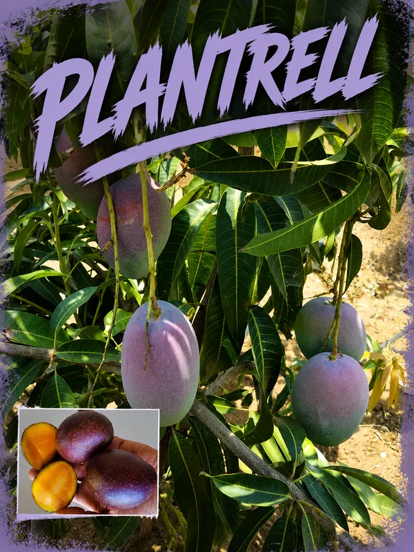 Pusa_Arunika_Mango_Plant_Aam_Grafted_Fruit_Plant
