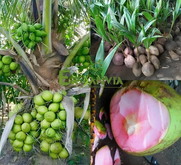 Vietnam_Pink_Coconut_Plant