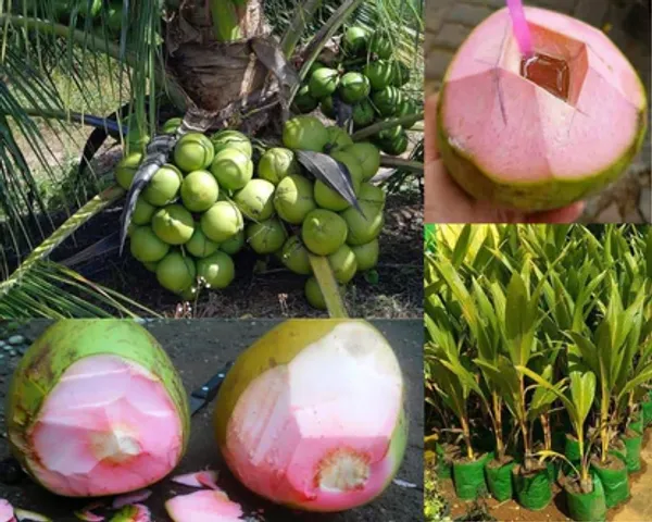 Vietnam_Pink_Coconut_Plant