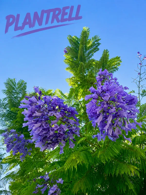 Jacaranda_Mimosifolia_Neel_Mohar_Flower_Plant_For_Home_Garden_Tree
