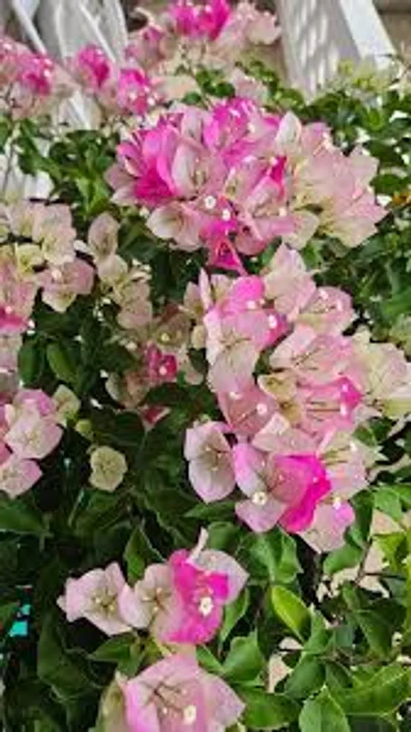 Splash_Bougainvillea_And_Double_Color_White_And_Pink_Bougainvillea_Flower_Plant_Special_Variety_Ering_Hybrid_Paper_Flower_Plant
