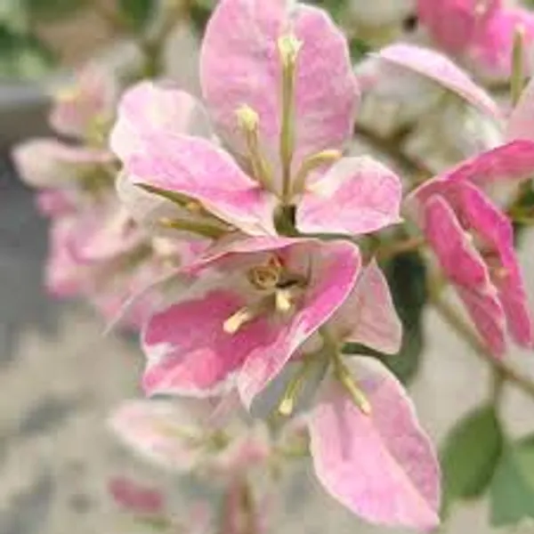 Splash_Bougainvillea_And_Double_Color_White_And_Pink_Bougainvillea_Flower_Plant_Special_Variety_Ering_Hybrid_Paper_Flower_Plant