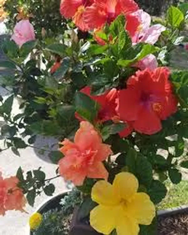 Multi_Colour_Hibiscus_Healthy_Plant_Plant_Size_2_3_Feet_Fast_Growing_And_Flower_After_20_30_Days