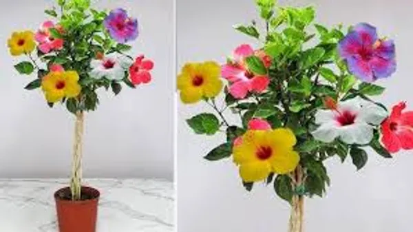 Multi_Colour_Hibiscus_Healthy_Plant_Plant_Size_2_3_Feet_Fast_Growing_And_Flower_After_20_30_Days
