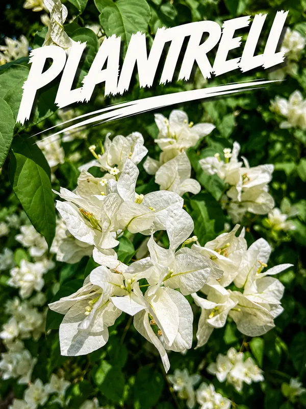 White_Bougainvillea_Safed_Bougainvillea_Flowering_Plant_Live_Outdoor_Climber