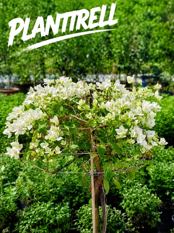 White_Bougainvillea_Safed_Bougainvillea_Flowering_Plant_Live_Outdoor_Climber