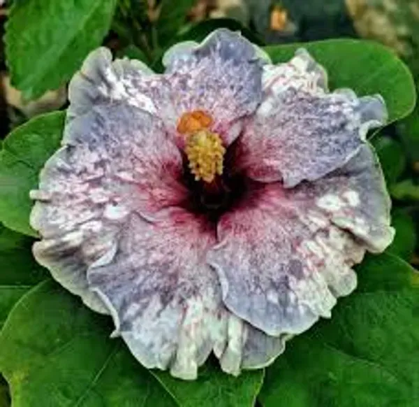 Exotic_American_Variety_Hibiscus_Live_Flower_Plant_(Large_Multicolor_Blooms)