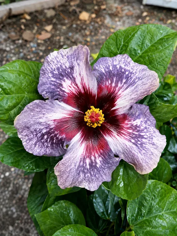 Exotic_American_Variety_Hibiscus_Live_Flower_Plant_(Large_Multicolor_Blooms)