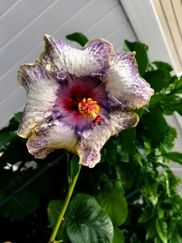 Exotic_American_Variety_Hibiscus_Live_Flower_Plant_(Large_Multicolor_Blooms)