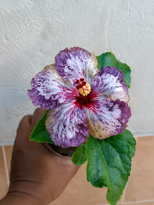 Exotic_American_Variety_Hibiscus_Live_Flower_Plant_(Large_Multicolor_Blooms)