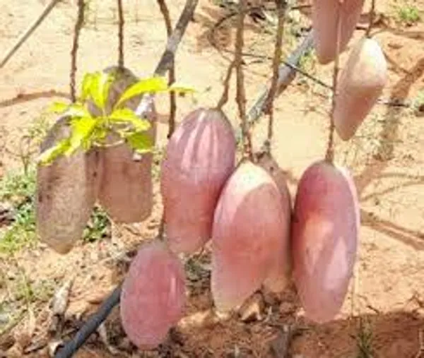 Red_Ivory_Mango_Plant_Aam_Amba_Special_Variety_For_Home_Garden_Tree