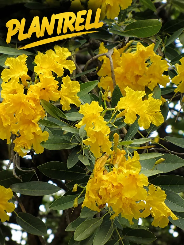 Yellow_Tabebuia_Live_Plant_|_Golden_Trumpet_Flower_Plant_|_Yellow_Flower_Ornamental_Tree
