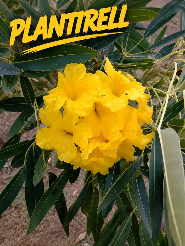 Yellow_Tabebuia_Live_Plant_|_Golden_Trumpet_Flower_Plant_|_Yellow_Flower_Ornamental_Tree
