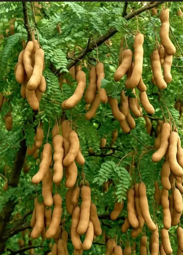 Tentul_Fruit_Plant_Tamarindus_Indica_Imli_Fruit_Plant
