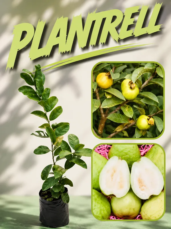 Madhuri_Guava_Plant_Live_Sweet_And_Juicy_Guava_Tree_Fast_Fruiting_High_Yield_Fruit_Plant