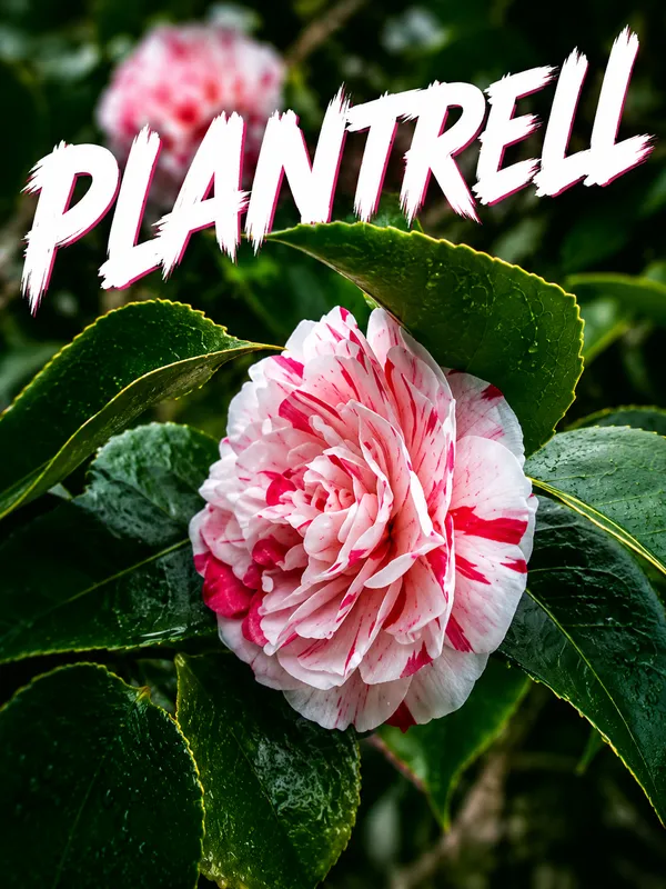 Camellia_Flower_Plant_Gardens_Outdoors_Flower_Plant_Very_Beautiful_Camellia_Japonica_Kamiliya_Flowe_Original_Variety_Flower_Plant_For_Home_Garden_Multicolour