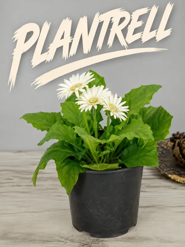 Aesthetic_Pure_White_Gerbera_Plant_|_Elegant_Blooming_Beauty