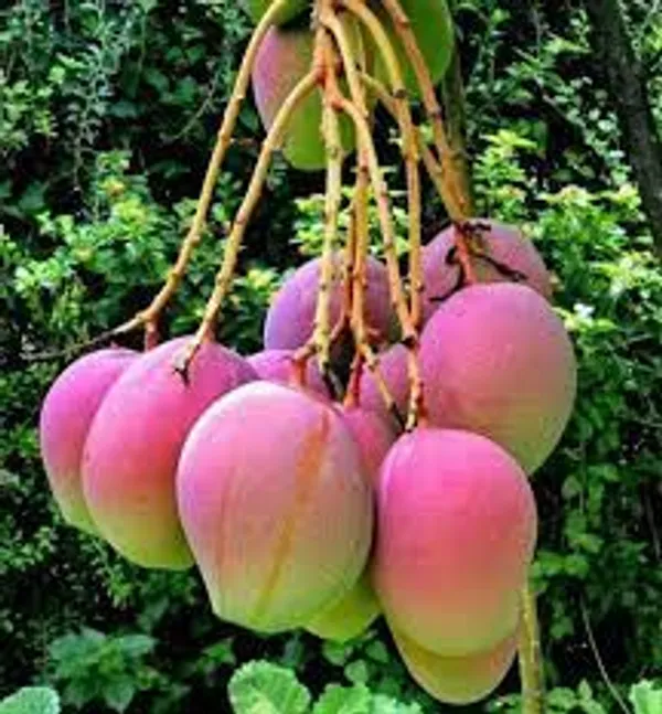 Apple_Mango_Grafted_Live_Plant_|_Sweet_Fiber-Free_Fruit_Sapling_for_Home_Garden