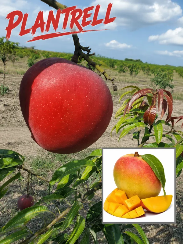 Apple_Mango_Grafted_Live_Plant_|_Sweet_Fiber-Free_Fruit_Sapling_for_Home_Garden
