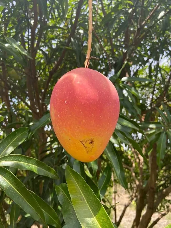 Apple_Mango_Grafted_Live_Plant_|_Sweet_Fiber-Free_Fruit_Sapling_for_Home_Garden