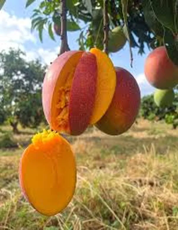 Apple_Mango_Grafted_Live_Plant_|_Sweet_Fiber-Free_Fruit_Sapling_for_Home_Garden
