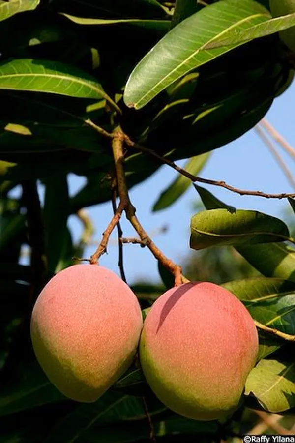 Apple_Mango_Grafted_Live_Plant_|_Sweet_Fiber-Free_Fruit_Sapling_for_Home_Garden