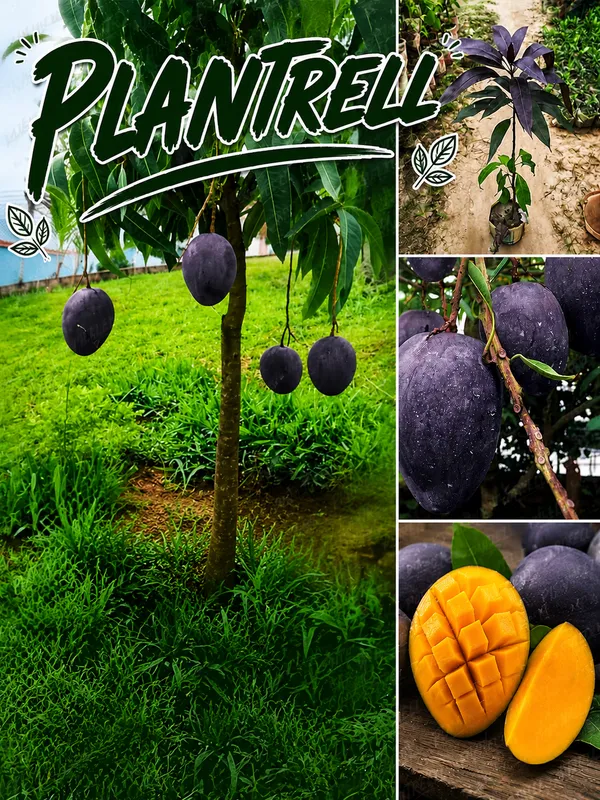Black_Stone_Mango_Plant_Original_Grafted