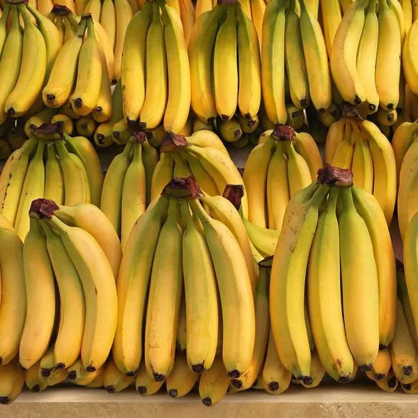 Singapuri_Variety_Banana_Fruit_Plant.