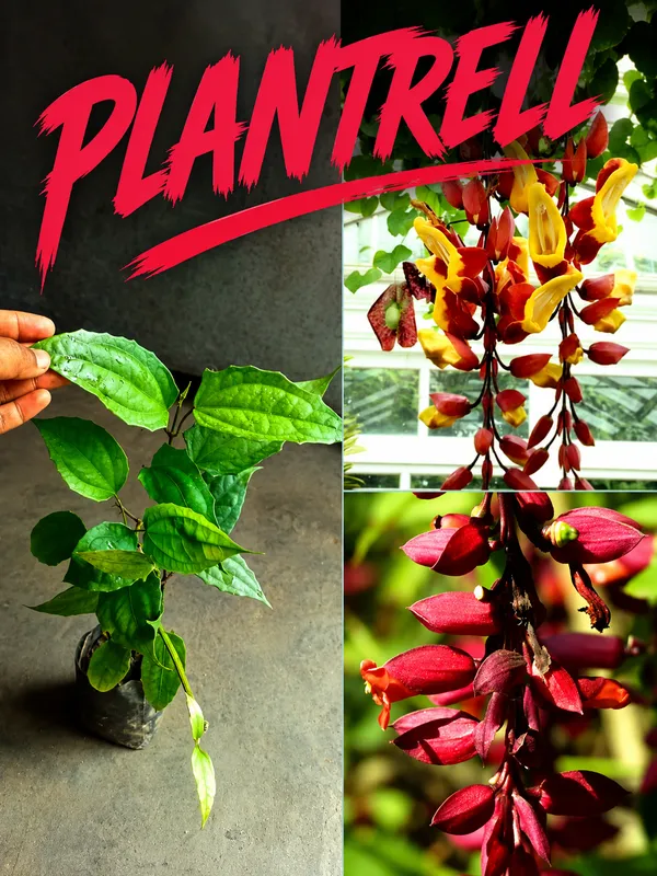Basar_Lata_Flower_Plant
