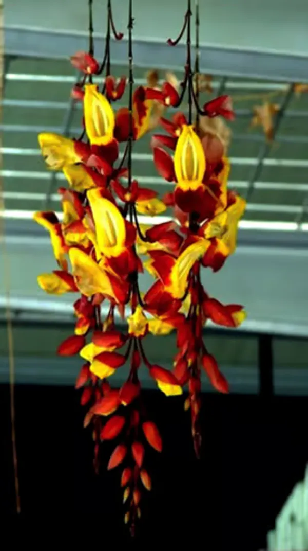Basar_Lata_Flower_Plant
