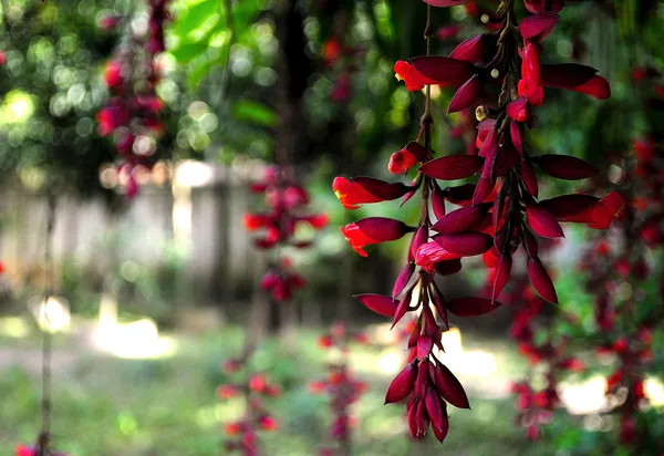 Basar_Lata_Flower_Plant
