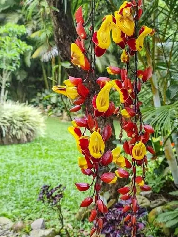 Basar_Lata_Flower_Plant