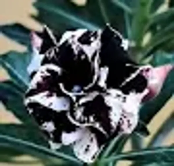 Black_Heart_Adenium_Plant_|_Double_Petal_Black_&_White_Desert_Rose
