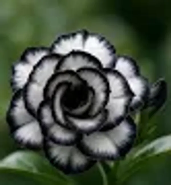 Black_Heart_Adenium_Plant_|_Double_Petal_Black_&_White_Desert_Rose