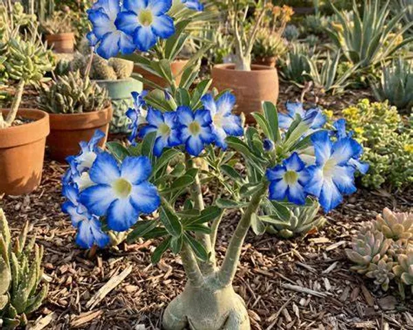 Blue_&_White_Adenium_Plant_|_Exotic_Double_Flower_Desert_Rose