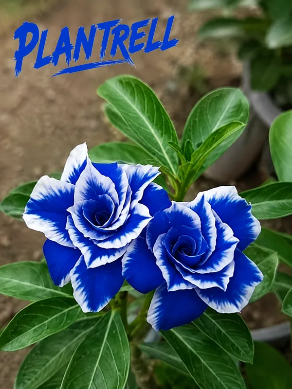 Blue_&_White_Adenium_Plant_|_Exotic_Double_Flower_Desert_Rose