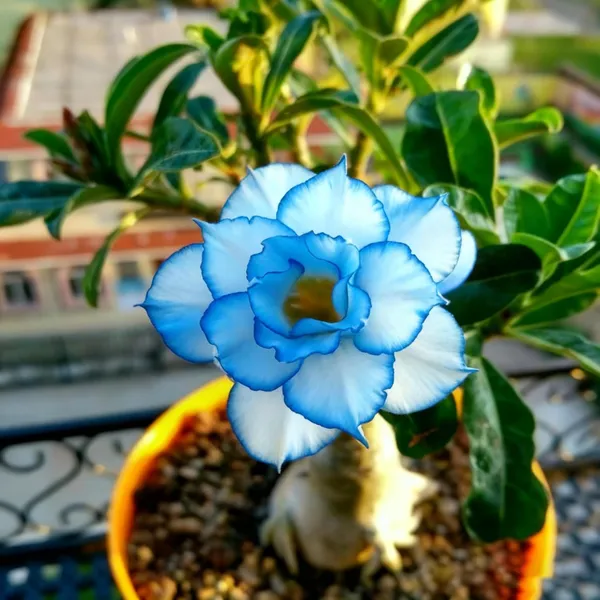 Blue_&_White_Adenium_Plant_|_Exotic_Double_Flower_Desert_Rose