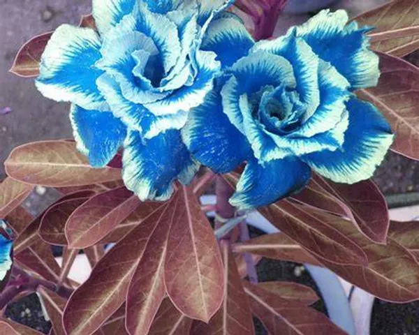Blue_&_White_Adenium_Plant_|_Exotic_Double_Flower_Desert_Rose