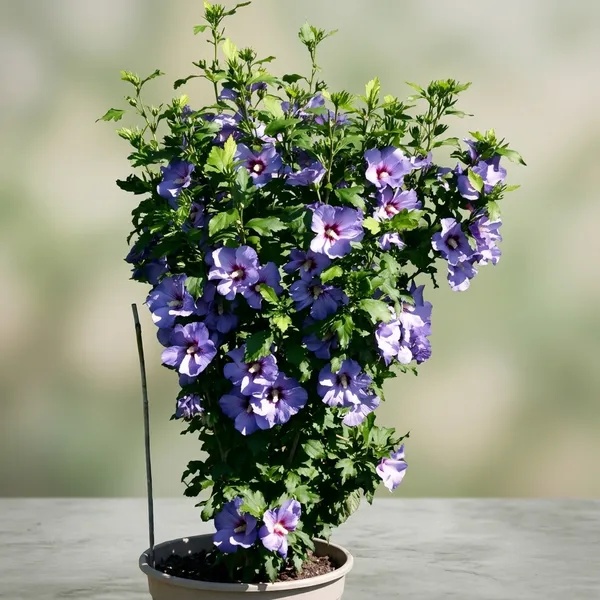 Bluebird_Hibiscus_Plant_For_Gradening