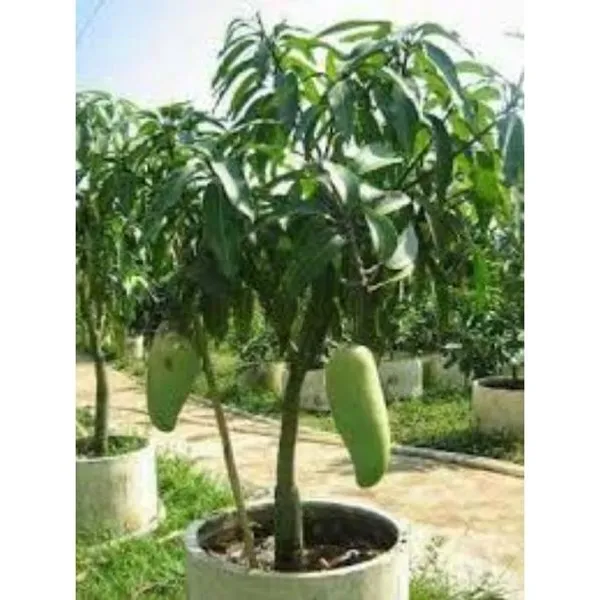 Brunei_King_Grafted_Mango_Plant_|_Giant_Sweet_Fruit_Variety