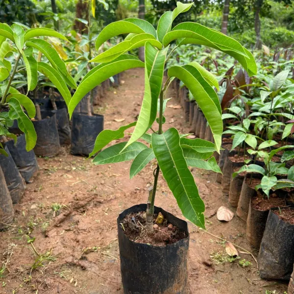 Brunei_King_Grafted_Mango_Plant_|_Giant_Sweet_Fruit_Variety