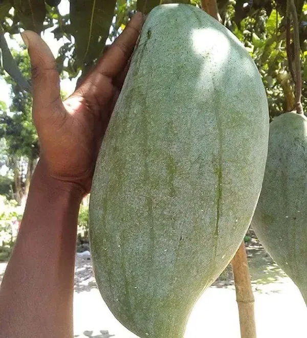 Brunei_King_Grafted_Mango_Plant_|_Giant_Sweet_Fruit_Variety