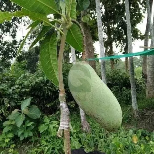 Brunei_King_Grafted_Mango_Plant_|_Giant_Sweet_Fruit_Variety