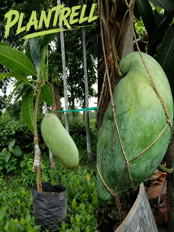 Brunei_King_Grafted_Mango_Plant_|_Giant_Sweet_Fruit_Variety