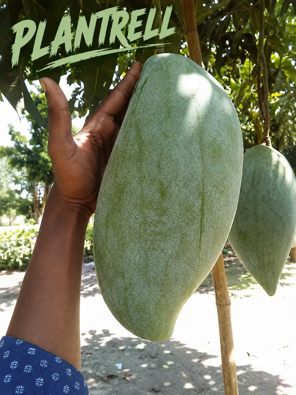 Brunei_King_Grafted_Mango_Plant_|_Giant_Sweet_Fruit_Variety